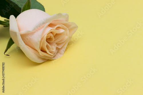 Tender pink rose on light yellow background with empty space.