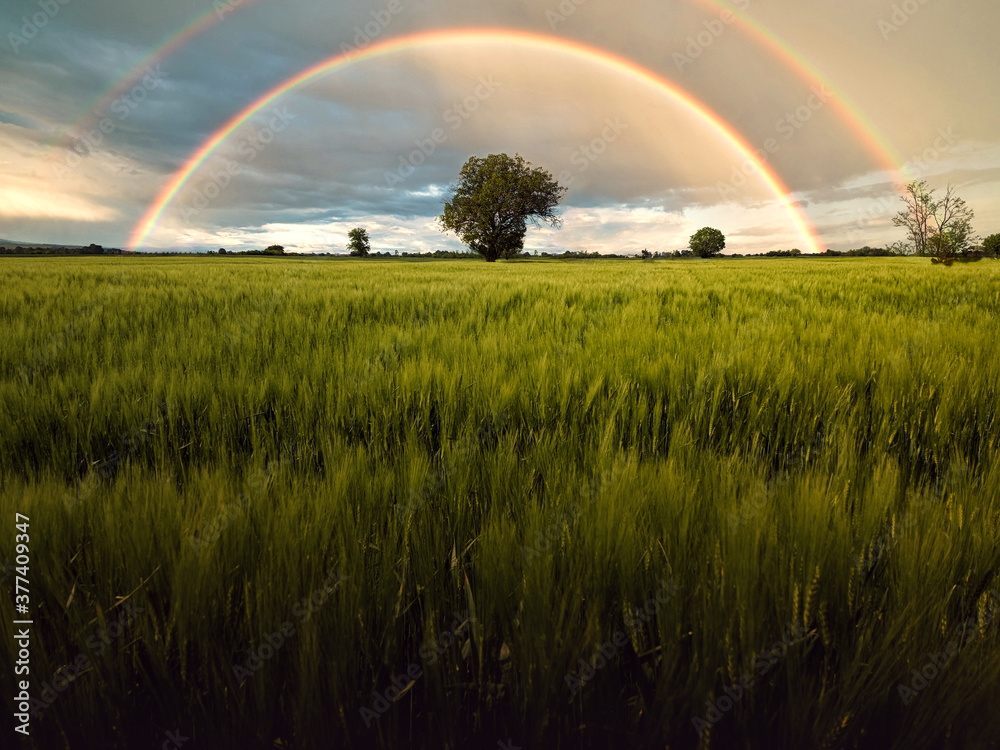 Naklejka premium rainbow over the field