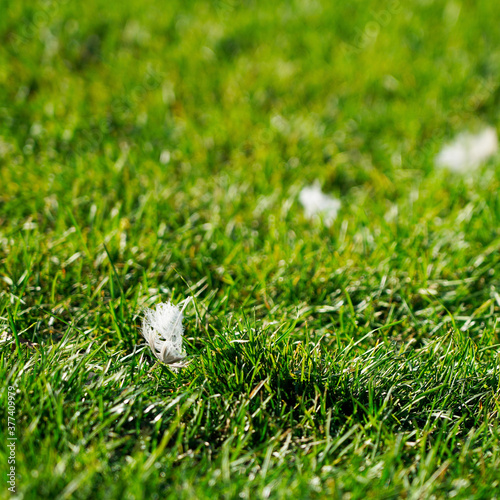 small white feather on a lush green lawn, bokeh. natural minimalism on a sunny day