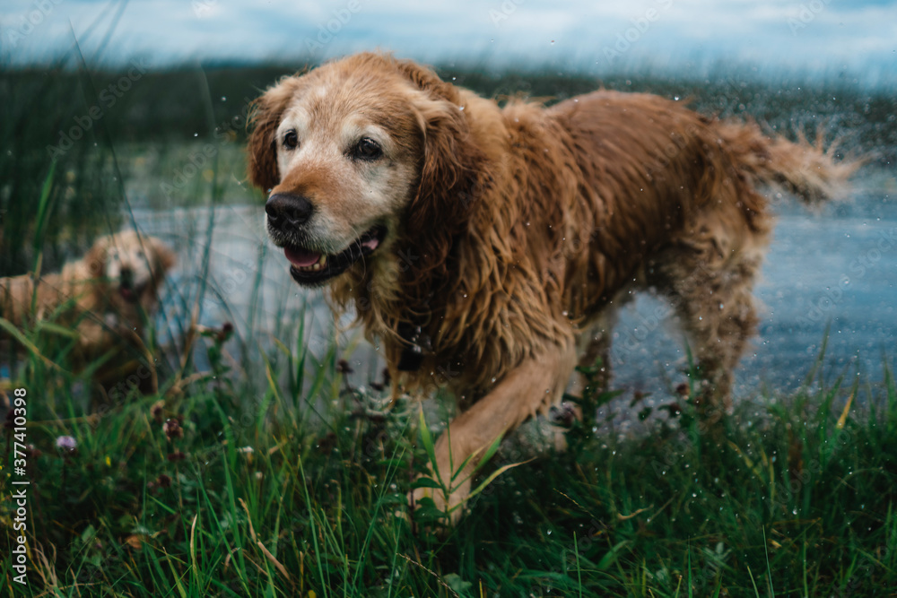 Soaking Golden Retriever Dog Coming Out from the Water after Swimming and Shaking is Fur from the Wet. Soaking Golden Retriever Dog Coming Out from the Water after Swimming and Shaking is Fur from the Wet.