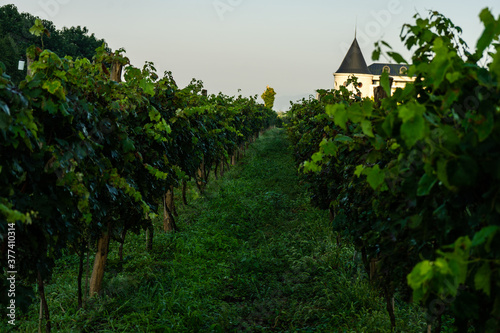 The vineyard in Lopota photo