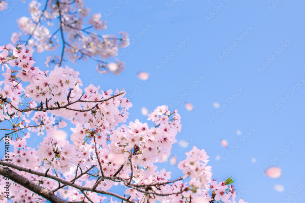 Obraz premium 桜と青空