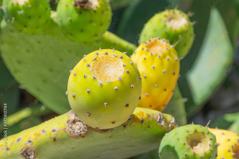 Close up of prickly pears on the plant Close up of prickly pears on the plant