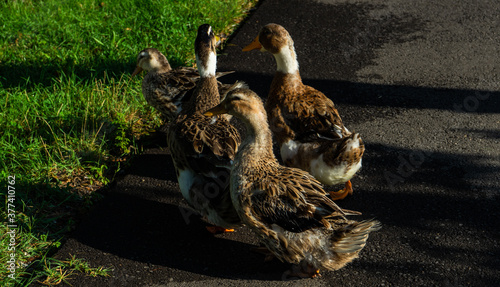 Ducks in Lopota lake photo