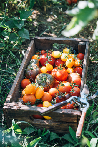 Food: different sorts of tomatos photo