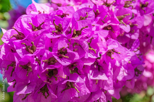 Close up of a flowering bougainvillea plant