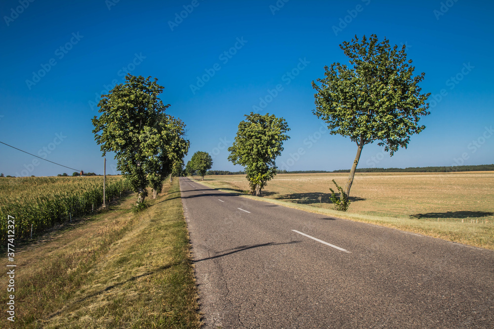 Road among fields in the summer