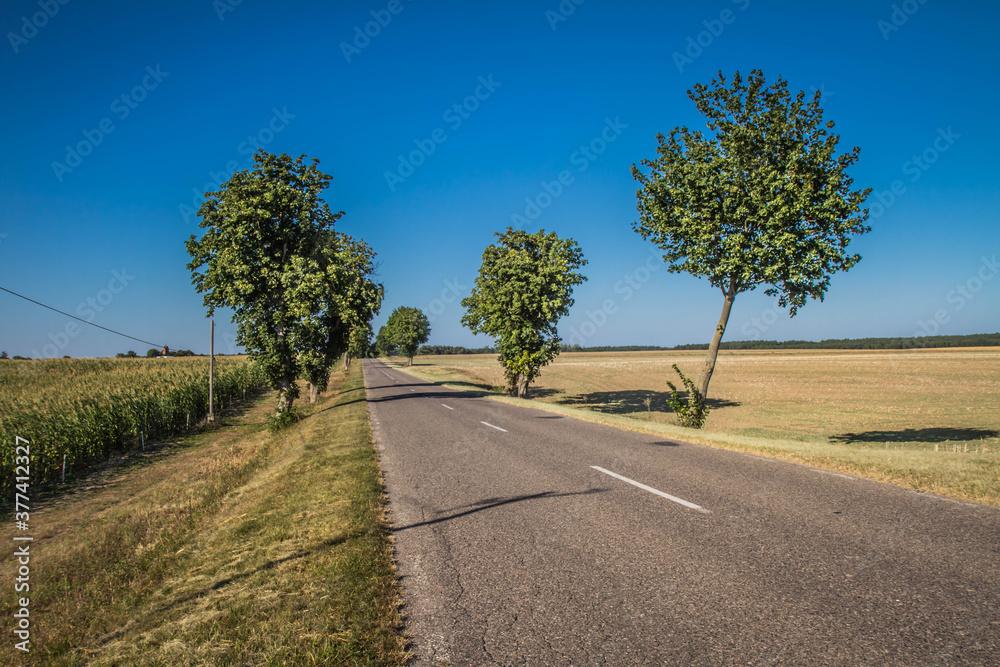 Road among fields in the summer Road among fields in the summer