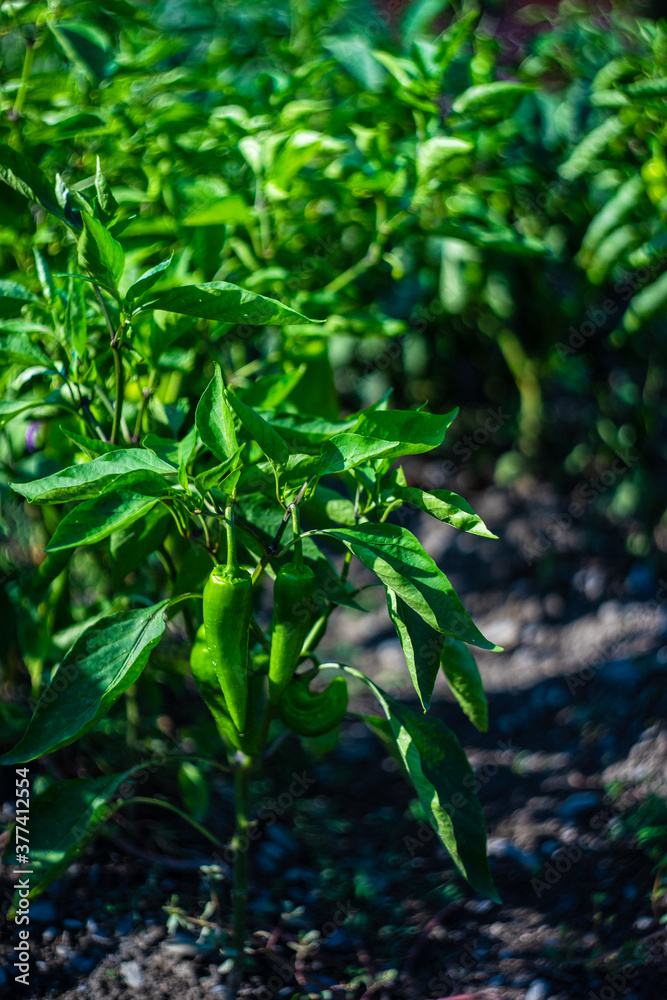 Farm field with green hot chilli pepper Farm field with green hot chilli pepper