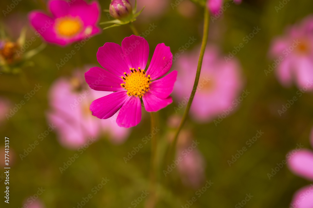 Cosmea is a typical species of flowering plants of the Cosmea family of the Astra family, or Complex-. The plant comes from southern North America Cosmea is a typical species of flowering plants of the Cosmea family of the Astra family, or Complex-. The plant comes from southern North America