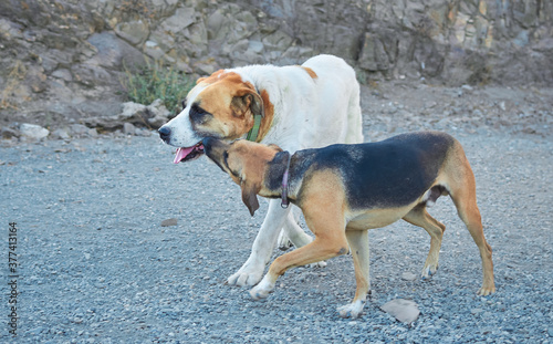 Closeup of two cheerful domestic dogs playing at outdoors at daytime