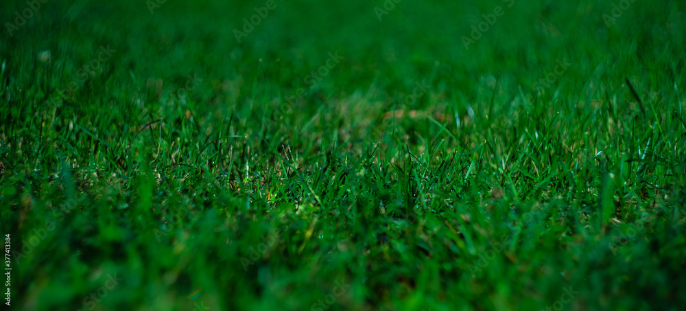 Naklejka premium Green grass as a natural background
