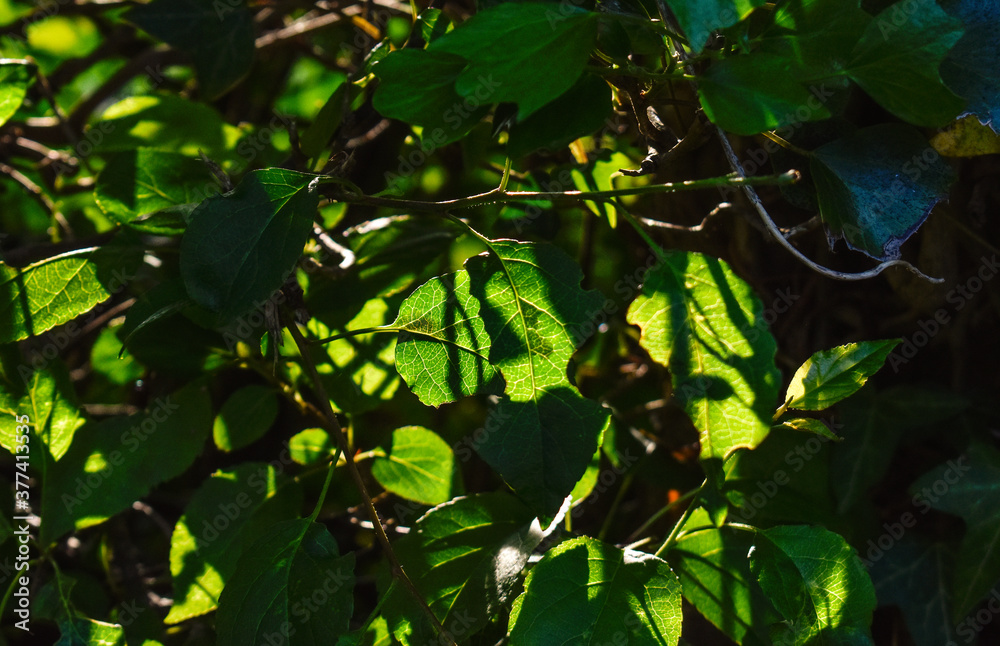 Fototapeta premium Green Leaf in Light and Shade Macro