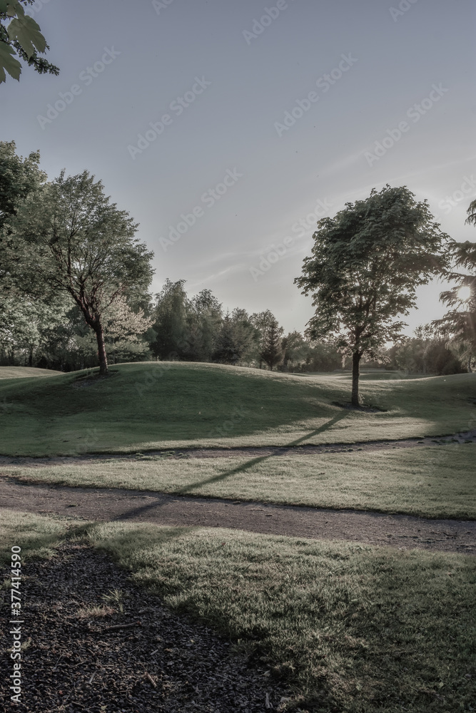 Obraz premium Green Tree at Glowing Sunset