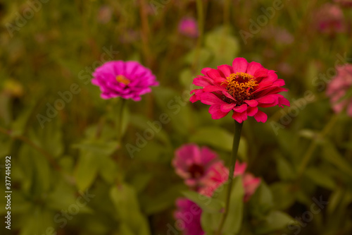 The zinc is an annual herbaceous plant, a species of the genus Cinnia of the Astra family. The zinnia is elegant, along with the petunia hybrid © XELAR