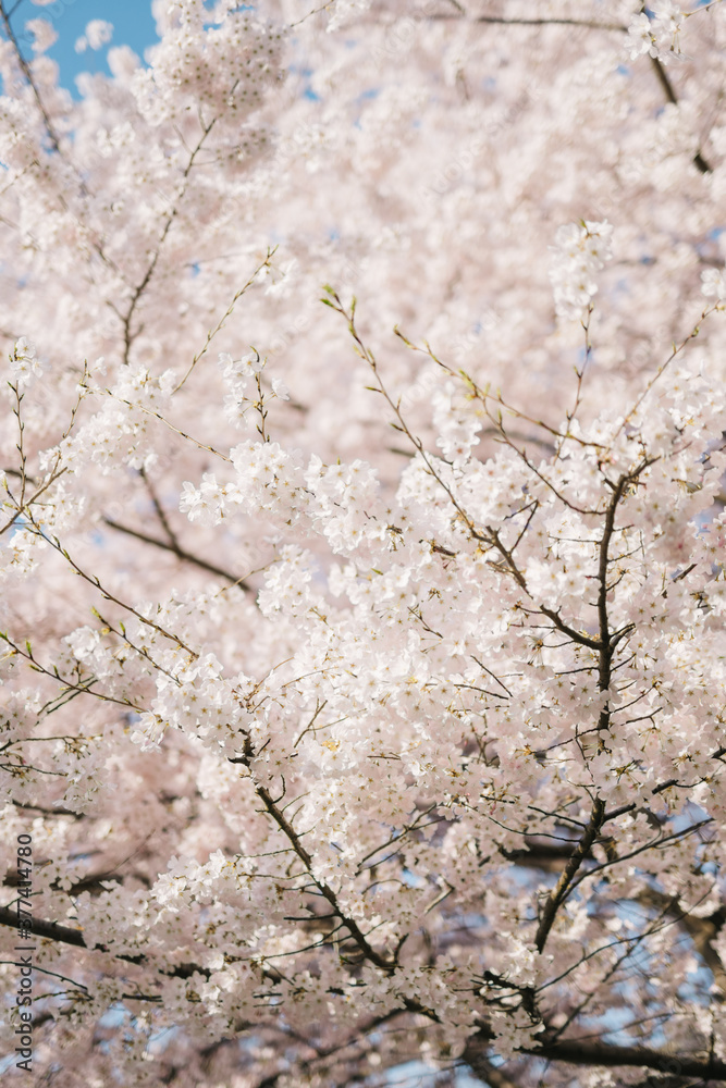 Cherry Blossoms in the spring Cherry Blossoms in the spring