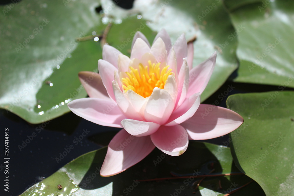 Light pink water lily on the lake in the Yalta Botanical Garden on a sunny day