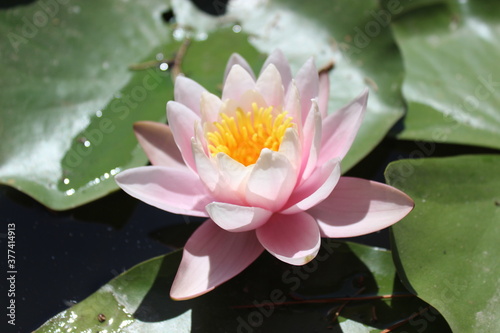 Light pink water lily on the lake in the Yalta Botanical Garden on a sunny day