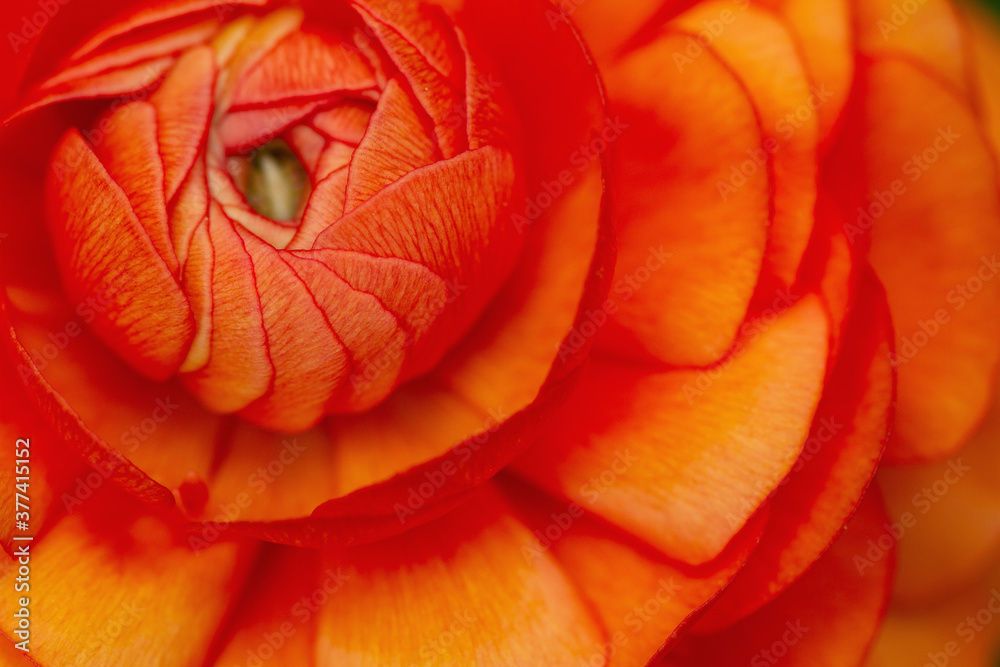 Macro of vibrant orange-red ranunculus flower center Macro of vibrant orange-red ranunculus flower center