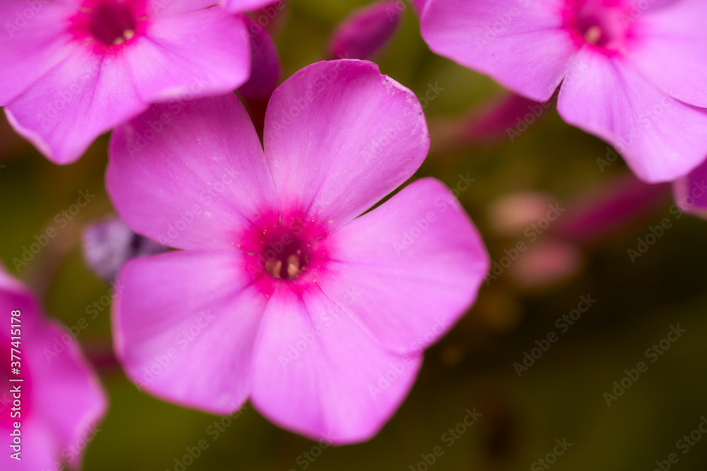Red flower. Flox is a perennial herbaceous plant, a species of the Flox genus of the Blue-family family. Red flower. Flox is a perennial herbaceous plant, a species of the Flox genus of the Blue-family family.