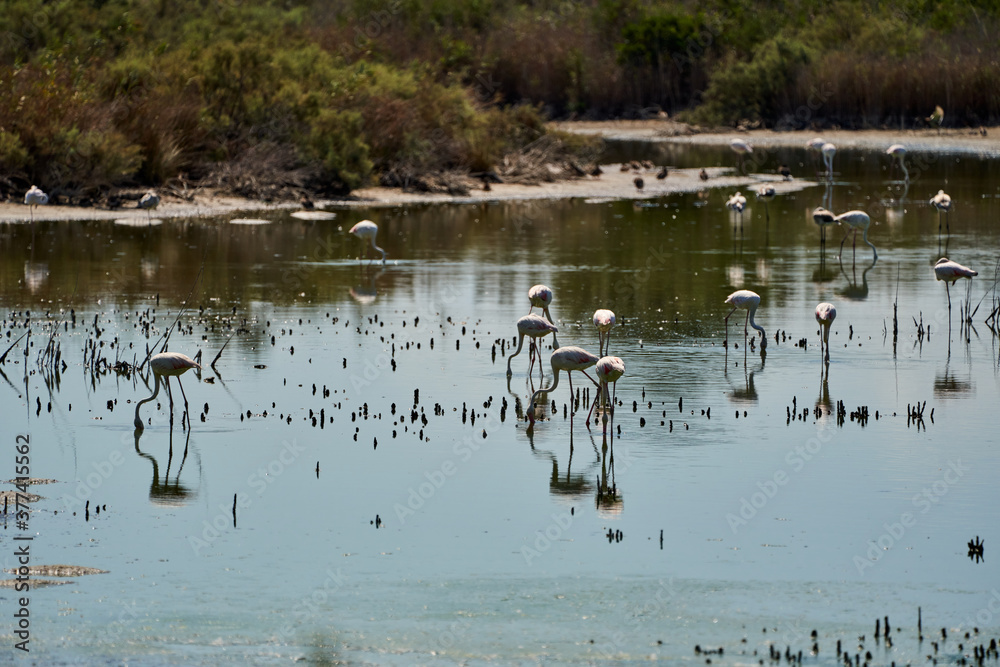 common flamingo in the marshes of raco de l'olla in valencia spain