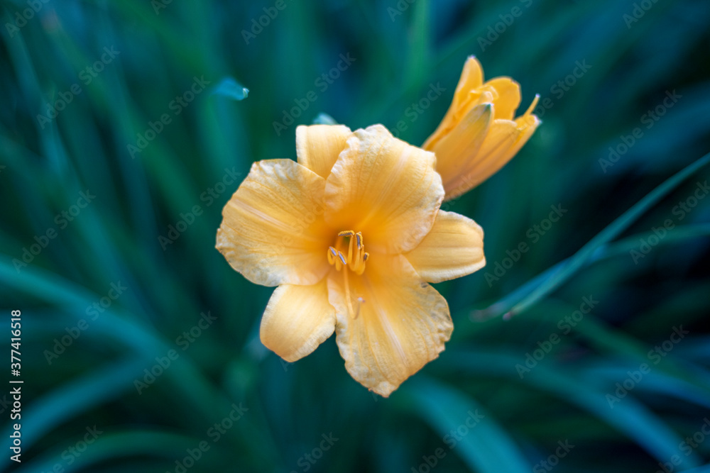 Fototapeta premium daffodil on the wind