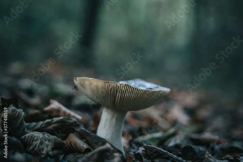 Pilz im Wald 