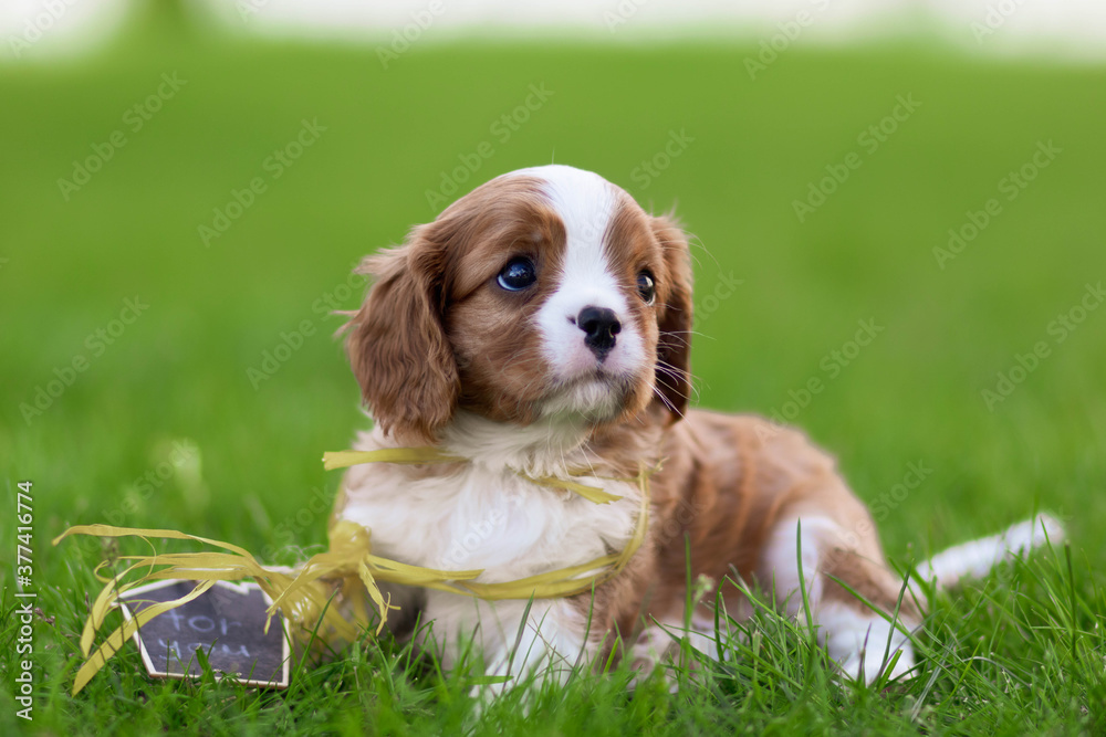 cavalier king charles spaniel puppies