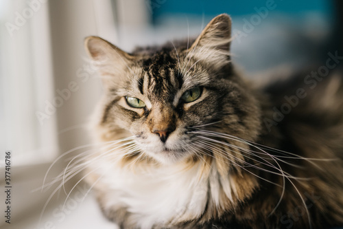 Close up portrait of a moody Maine Coon cat photo