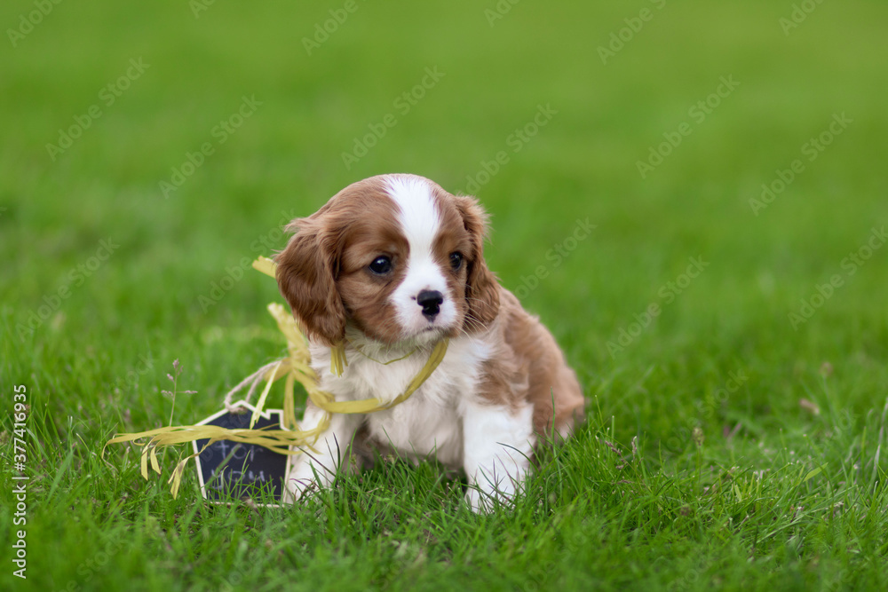 dog on grass dog on grass