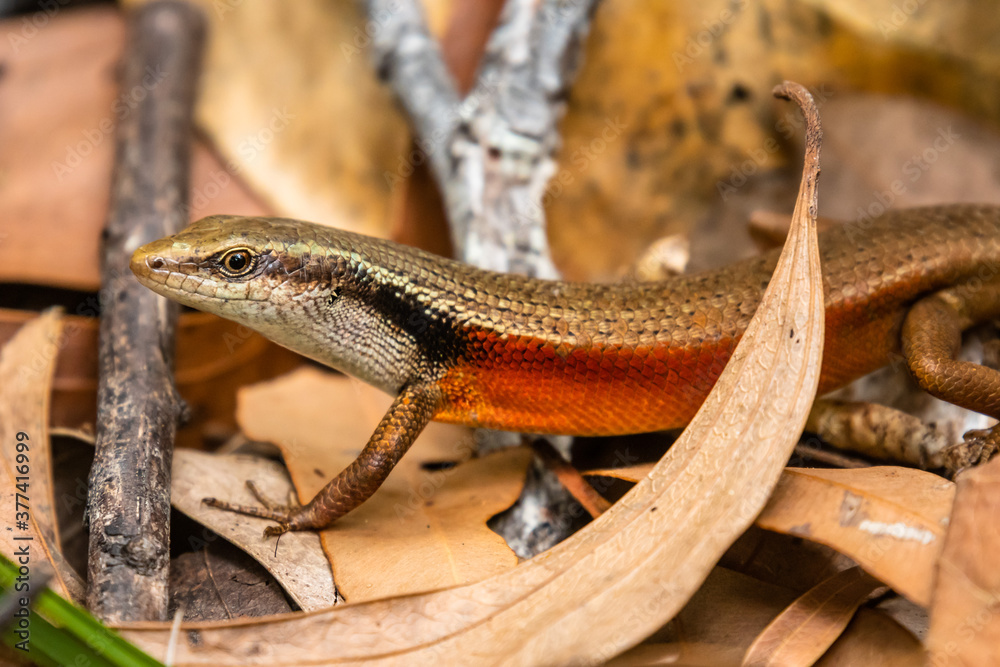 Closed-litter rainbow skink - Carlia longipes on Fitzroy Island Closed-litter rainbow skink - Carlia longipes on Fitzroy Island