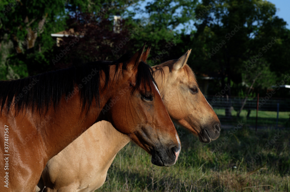 Fototapeta premium Horse0012