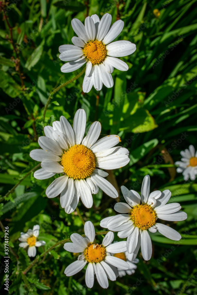 Daisy Flowers in Bloom