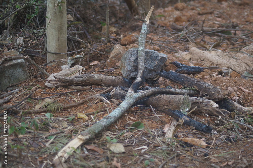 burnt tree on the ground next to a rock
burnt tree on the ground next to a rock