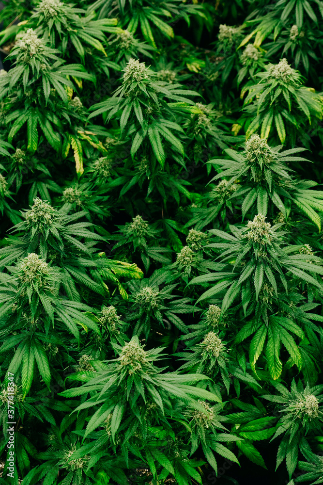 Flowering Cannabis Plants Flowering Cannabis Plants