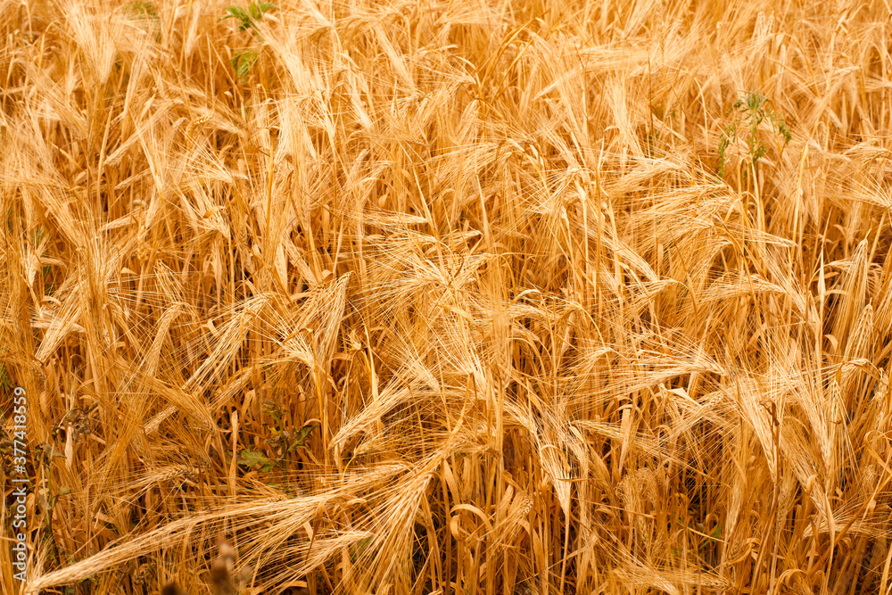 spinous wheat in the field spinous wheat in the field
