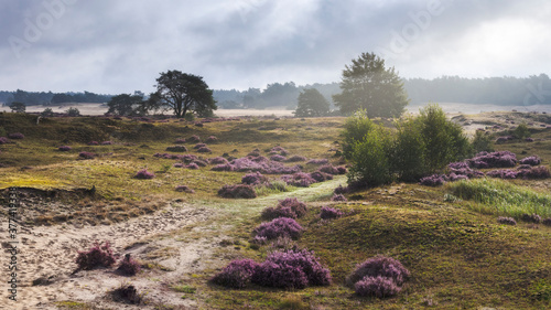 Footpath and flowering heather after the rain on the Hulshorsterheide, Nunspeet, Veluwe