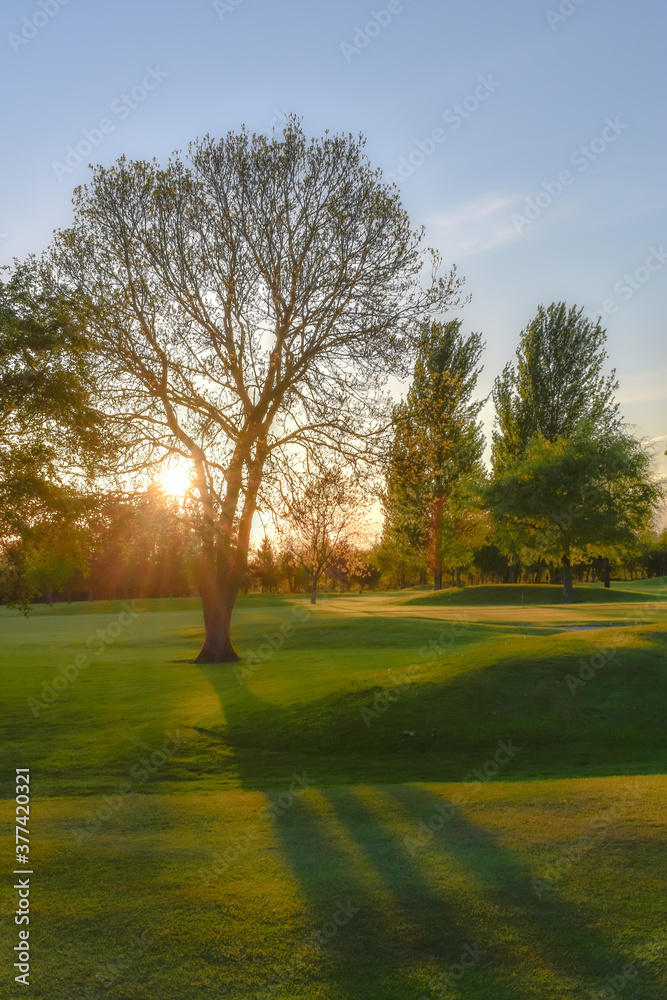 Fototapeta premium Vibrant Golden Sunset with Tree Silhouette