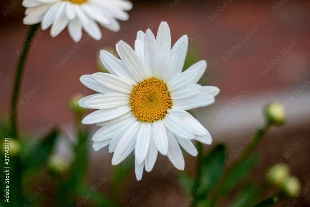Obraz premium daisy in the garden