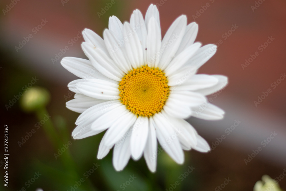 Naklejka premium daisy flower closeup