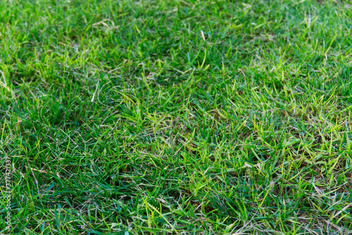 Green Grass Shallow Focus Image