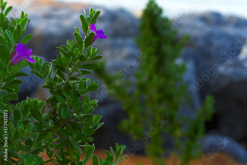 Flower and Leaves Shallow Focus Image