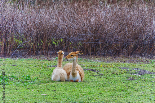 Llamas Relaxing in a Zoo