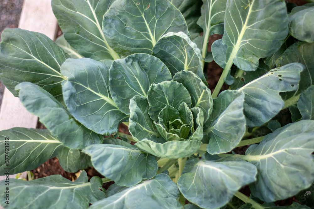cabbage in the garden cabbage in the garden