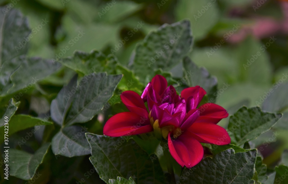 red  flower