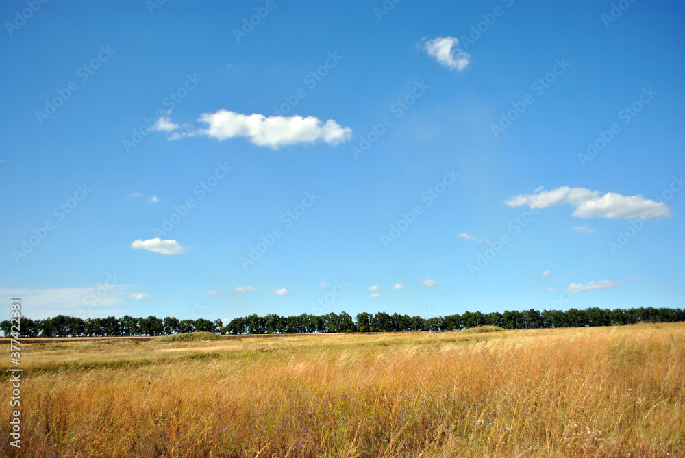 Landscape with meadow and trees line on horizon, blue cloudy sky, sunny day Landscape with meadow and trees line on horizon, blue cloudy sky, sunny day