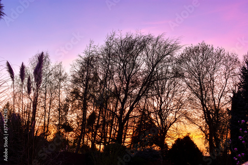 Vibrant Sunrise Against Tree Silhouette