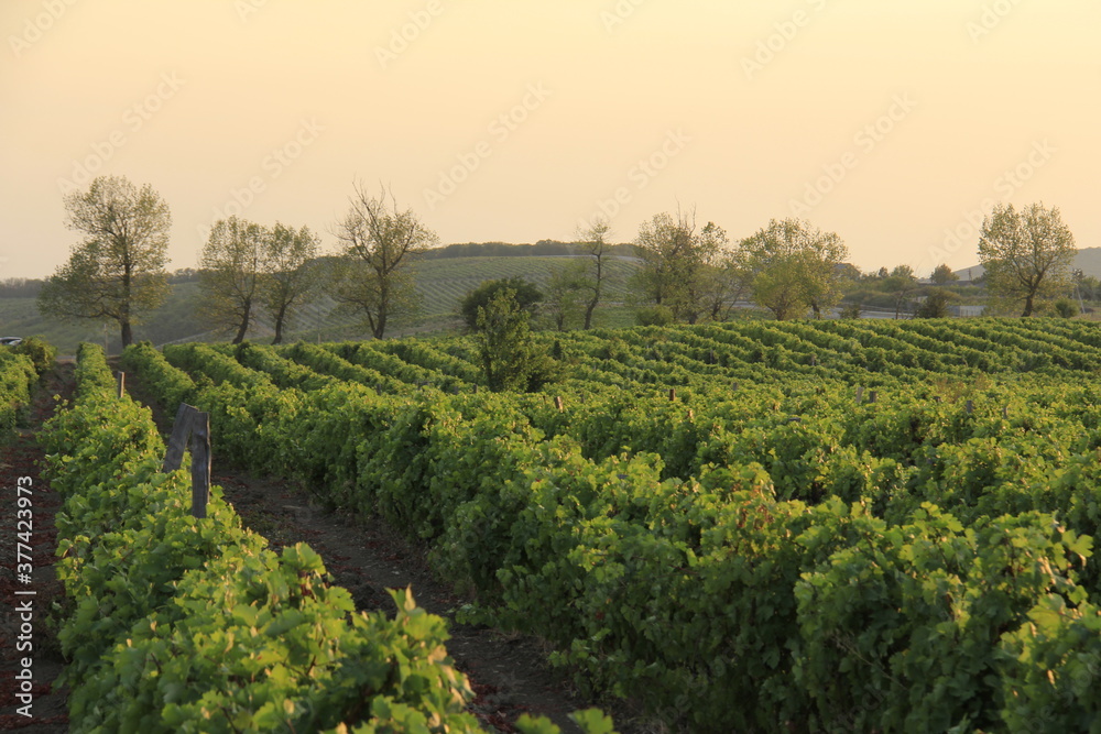 vineyard in the evening