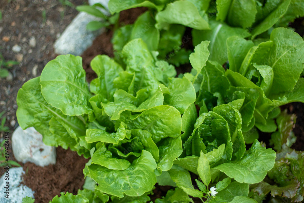 lettuce in a garden lettuce in a garden