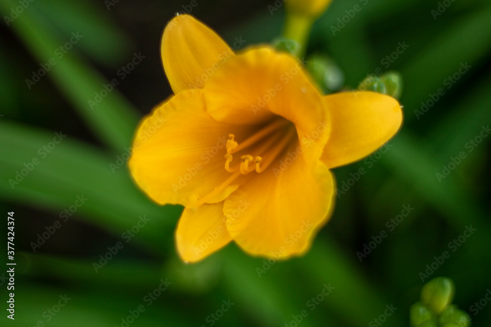 yellow daffodil flowers